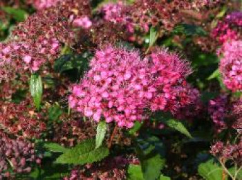 Rote Sommerspiere &#8218;Anthony Waterer Sapho&#8216;, 20-30 cm, Spiraea bumalda &#8218;Anthony Waterer Sapho&#8216;, Containerware