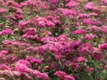 Rote Sommerspiere &#8218;Neon Flash&#8216;, Spiraea japonica &#8218;Neon Flash&#8216;, Topfware