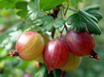 Rote Stachelbeere &#8218;Achilles&#8216;, 30-40 cm, Ribes uva-crispa &#8218;Achilles&#8216;, Containerware