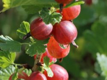 Rote Stachelbeere &#8218;Giggles ® Red&#8216;, Ribes uva-crispa &#8218;Giggles ® Red&#8216;, Topfware