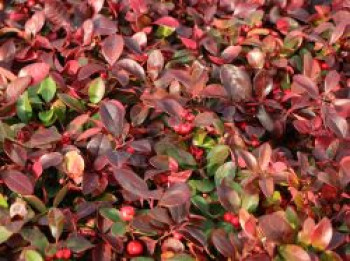 Rote Teppichbeere, 10-20 cm, Gaultheria procumbens, Topfware