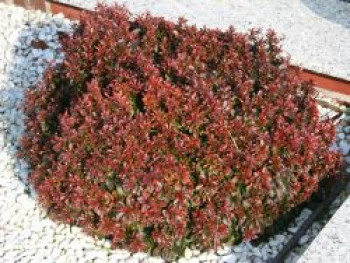 Rote Zwergberberitze / Kleine Blutberberitze &#8218;Atropurpurea Nana&#8216;, 15-20 cm, Berberis thunbergii &#8218;Atropurpurea Nana&#8216;, Containerware