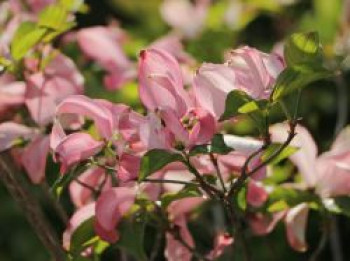 Roter Blumen-Hartriegel &#8218;Rubra&#8216;, 40-60 cm, Cornus florida &#8218;Rubra&#8216;, Containerware