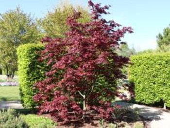 Roter Fächer-Ahorn 'Bloodgood', 25-30 cm, Acer palmatum 'Bloodgood', Containerware