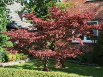 Roter Fächerahorn 'Atropurpureum', 100-125 cm, Acer palmatum 'Atropurpureum', Containerware