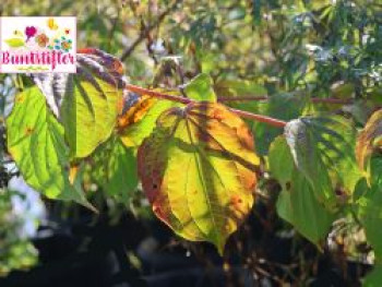 Roter Hartriegel Buntstifter &#8218;Anny&#8217;s Winter Orange&#8216;, 30-40 cm, Cornus sanguinea Buntstifter &#8218;Anny&#8217;s Winter Orange&#8216;, Containerware