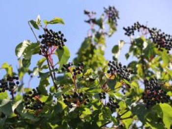 Roter Hartriegel, 60-100 cm, Cornus sanguinea, Containerware