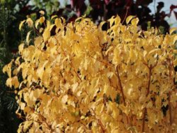 Roter Hartriegel 'Midwinter Fire', 60-100 cm, Cornus sanguinea 'Midwinter Fire', Containerware