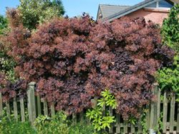 Roter Perückenstrauch 'Royal Purple', 100-125 cm, Cotinus coggygria 'Royal Purple', Containerware