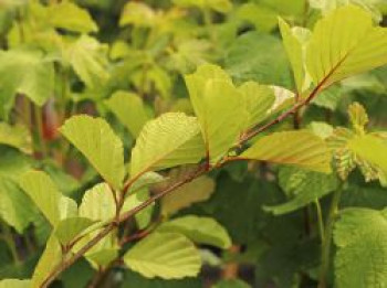 Roterle, 125-150 cm, Alnus glutinosa, Containerware