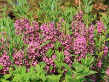 Rotes Lorbeerröslein / Lorbeerrose, 25-30 cm, Kalmia angustifolia &#8218;Rubra&#8216;, Containerware