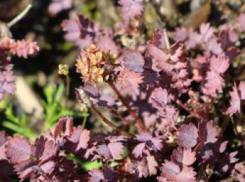 Rotes Stachelnüsschen &#8218;Purpurea&#8216;, Acaena inermis &#8218;Purpurea&#8216;, Topfware