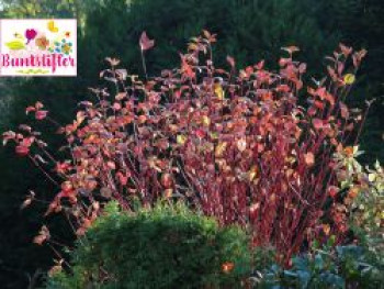 Rotholz Hartriegel / Purpur-Hartriegel Buntstifter 'Sibirica', 40-60 cm, Cornus alba Buntstifter 'Sibirica', Containerware