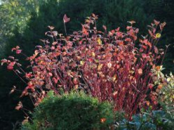 Rotholz Hartriegel / Purpur-Hartriegel 'Sibirica', 100-150 cm, Cornus alba 'Sibirica', Containerware