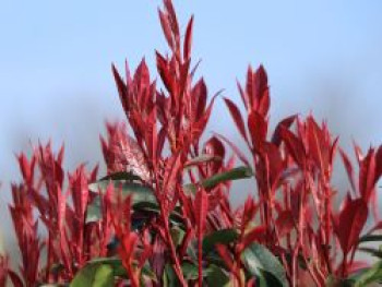 Rotlaubige Glanzmispel &#8218;Devil&#8217;s Dream&#8216; ®, 30-40 cm, Photinia fraseri &#8218;Devil&#8217;s Dream&#8216; ®, Containerware