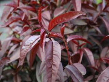 Rotlaubiger Pfirsich &#8218;Nigra&#8216;, Stamm 40-60 cm, 120-160 cm, Prunus persica &#8218;Nigra&#8216;, Containerware