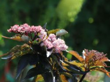 Rotlaubiger Säulen-Holunder 'Black Tower', 30-40 cm, Sambucus nigra 'Black Tower', Containerware