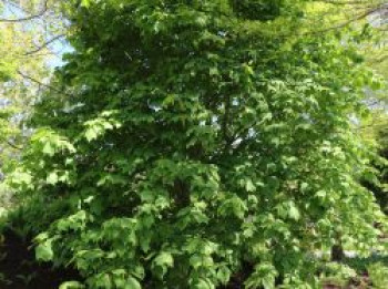 Rotnervige Schlangenhaut-Ahorn / Rostbart-Ahorn, 80-100 cm, Acer rufinerve, Containerware