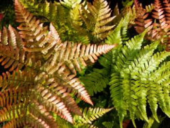 Rotschleierfarn, Dryopteris erythrosora var. prolifica, Topfware