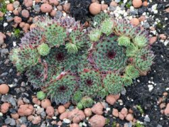 Rotspitz Steinrose &#8218;Mrs. Giuseppi&#8216;, Sempervivum calcareum &#8218;Mrs. Giuseppi&#8216;, Topfware