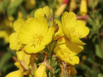 Rotstängelige Nachtkerze, Oenothera tetragona, Topfware