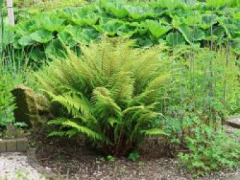 Rotstieliger Frauenfarn &#8218;Rotstiel&#8216;, Athyrium filix-femina &#8218;Rotstiel&#8216;, Topfware