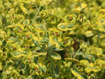 Rouys Wolfsmilch &#8218;Ascott Rainbow&#8216;, Euphorbia x martinii &#8218;Ascot Rainbow&#8216;, Topfware