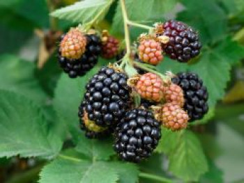 Rubus &#8218;Boysenbeere&#8216;, 40-60 cm, Containerware