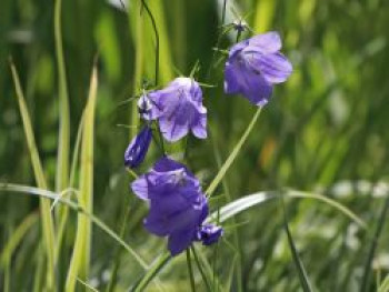 Rundblättrige Glockenblume, Campanula rotundifolia, Topfware