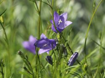 Rundblättrige Glockenblume &#8218;Olympica&#8216;, Campanula rotundifolia &#8218;Olympica&#8216;, Topfware