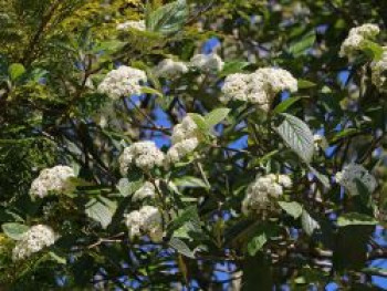 Runzelblättriger Schneeball / Immergrüner Zungenschneeball, 40-60 cm, Viburnum rhytidophyllum, Containerware