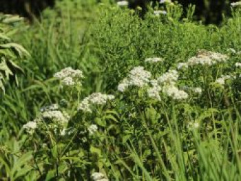 Runzelblättriger Wasserdost, Eupatorium rugosum, Topfware