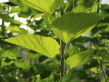 Russische Weiße Maulbeere, 60-100 cm, Morus alba var. tatarica, Containerware