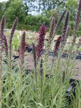 Russischer Natternkopf, Echium russicum, Topfware