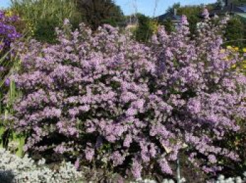 Ruten-Aster &#8218;Lovely&#8216;, Aster vimineus &#8218;Lovely&#8216;, Topfware