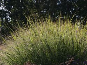 Ruten-Hirse &#8218;Cloud Nine&#8216;, Panicum virgatum &#8218;Cloud Nine&#8216;, Topfware