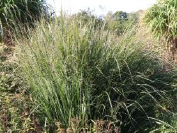 Ruten-Hirse &#8218;Northwind&#8216;, Panicum virgatum &#8218;Northwind&#8216;, Containerware