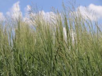 Ruten Hirse &#8218;Prairie Sky&#8216;, Panicum virgatum &#8218;Prairie Sky&#8216;, Containerware