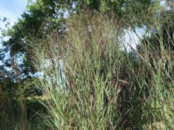 Ruten-Hirse &#8218;Purple Breeze&#8216;, Panicum virgatum &#8218;Purple Breeze&#8216;, Containerware