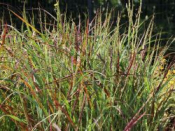 Ruten-Hirse &#8218;Rehbraun&#8216;, Panicum virgatum &#8218;Rehbraun&#8216;, Containerware