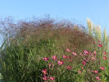 Ruten-Hirse &#8218;Squaw&#8216;, Panicum virgatum &#8218;Squaw&#8216;, Topfware