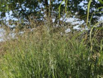 Ruten-Hirse &#8218;Strictum&#8216;, Panicum virgatum &#8218;Strictum&#8216;, Topfware