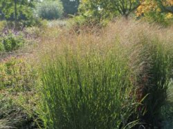 Ruten-Hirse &#8218;Warrior&#8216;, Panicum virgatum &#8218;Warrior&#8216;, Topfware