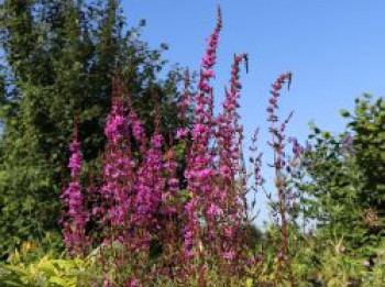 Ruten-Weiderich 'Dropmore Purple', Lythrum virgatum 'Dropmore Purple', Containerware