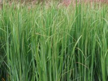 Rutenhirse 'Blue Fountain', Panicum virgatum 'Blue Fountain', Topfware