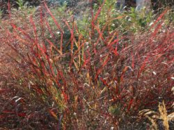 Rutenhirse JS ® &#8218;Dark Night&#8216;, Panicum virgatum JS ® &#8218;Dark Night&#8216;, Topfware