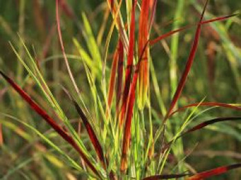 Rutenhirse &#8218;Külsenmoor&#8216;, Panicum virgatum &#8218;Külsenmoor&#8216;, Topfware