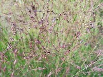 Rutenhirse 'Purple Tears', Panicum virgatum 'Purple Tears', Topfware