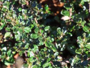 Säckelblume 'Blue Sapphire', 20-30 cm, Ceanothus 'Blue Sapphire', Containerware