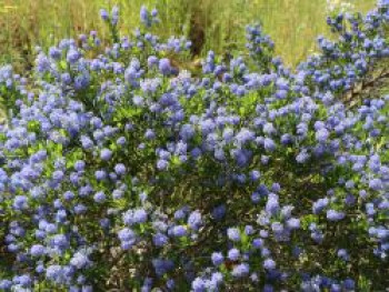 Säckelblume 'Victoria', 10-20 cm, Ceanothus impressus 'Victoria', Containerware